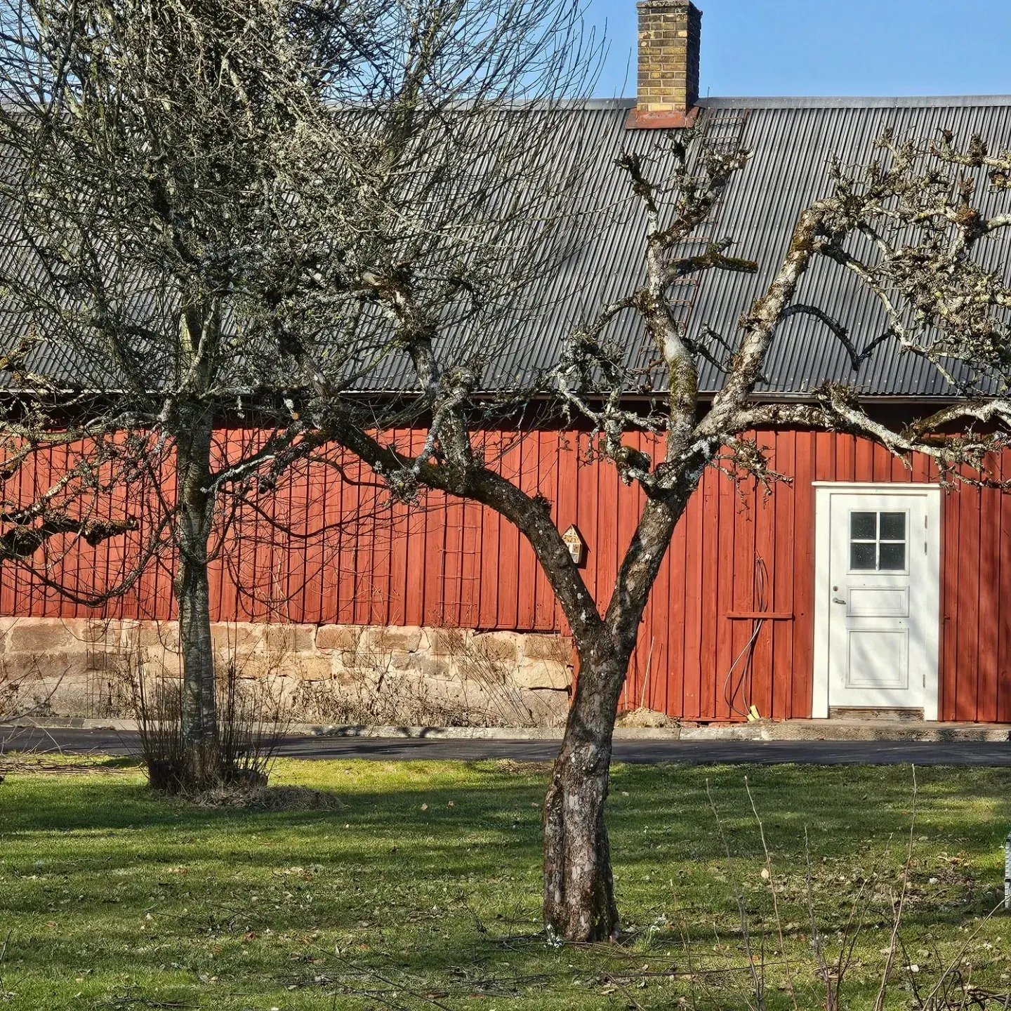 Nyligen beskurna träd framför en röd byggnad med vit dörr