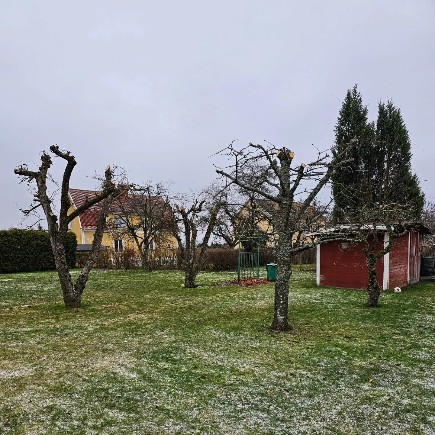 Beskurna träd i en villaträdgård med gula hus i bakgrunden