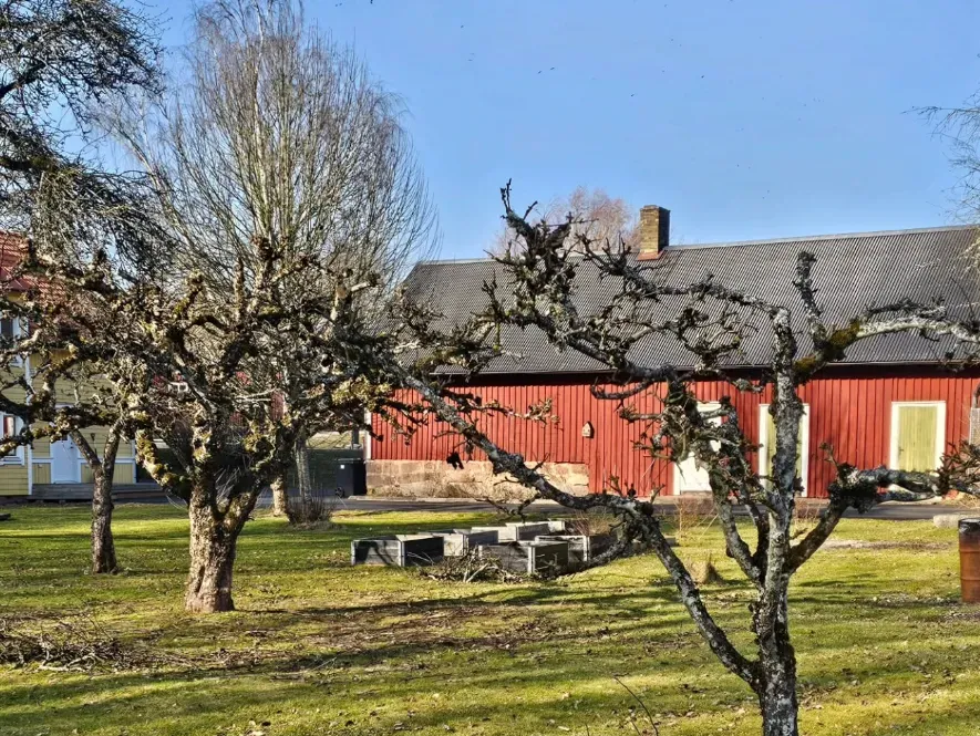 Beskurna träd på en gräsmatta framför en röd byggnad