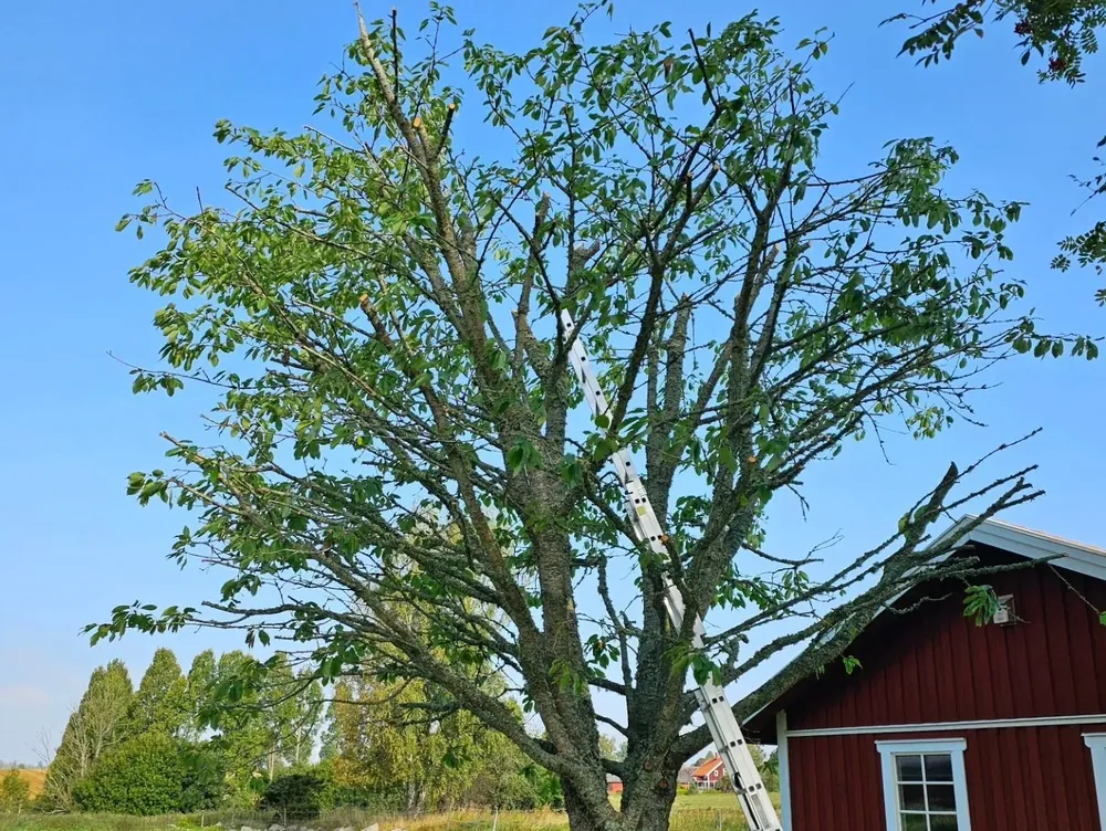 Stege i ett lövträd vid ett rött hus, med en avsågad gren intill taket