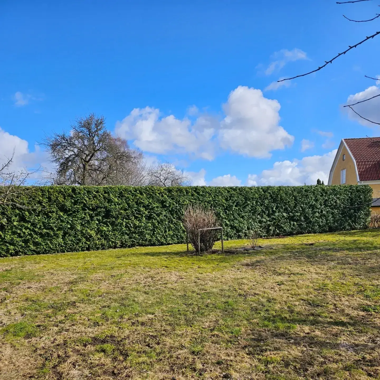 Klippt tujahäck och gräsmatta under blå himmel med vita moln