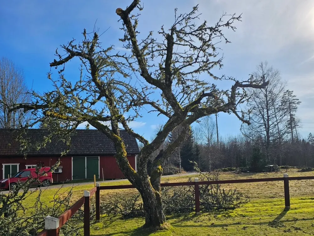 Beskuret lövträd med avsågade grenar på gräset framför en röd lada