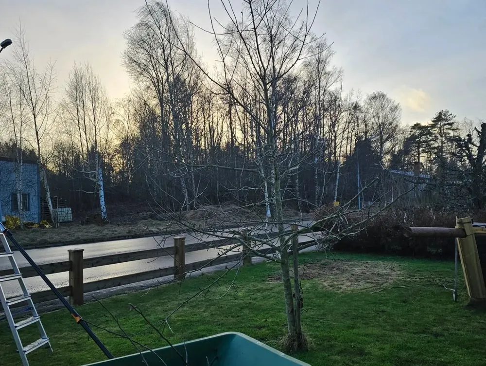 Ungt träd i en trädgård med stege och grensåg